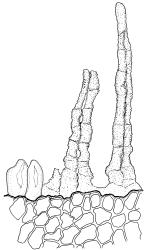 Bryoerythrophyllum recurvirostrum, peristome detail with portion of annulus. Drawn from J.E. Beever 26-40, CHR 612374.
 Image: R.D. Seppelt © R.D.Seppelt All rights reserved